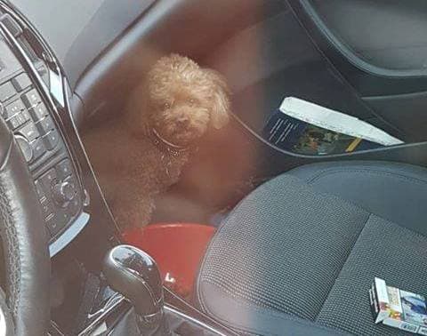 Eszednél vagy?! Felforrósodott autójában hagyta kutyáját egy nő, amíg elment vásárolni (FOTÓK)