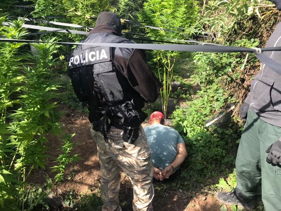 Rendőrségi akció: a kertjében fogták el a marihuánatermesztőt (FOTÓK)