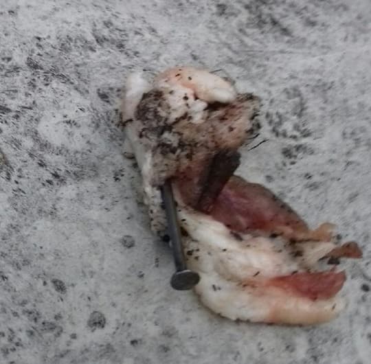Figyelem! Húsba rejtett szögekkel próbálnak a kutyáknak ártani Dunaszerdahelyen