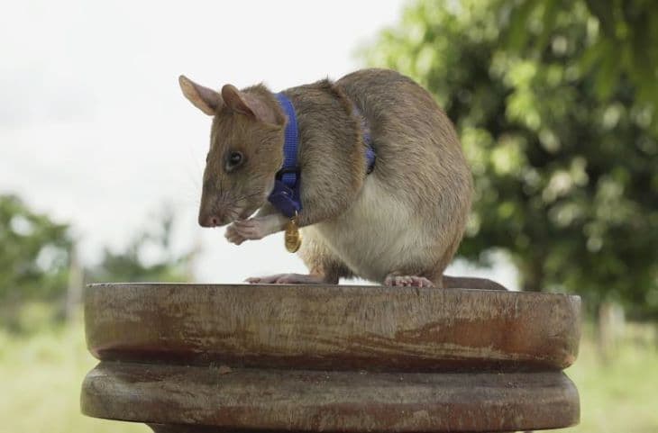 Újabb "patkány-utászosztagot" vetettek be aknakutatásra