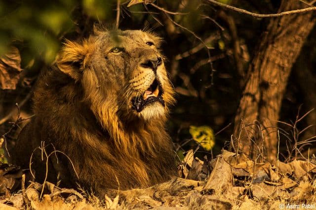 Vírus tizedeli az oroszlánokat egy nemzeti parkban