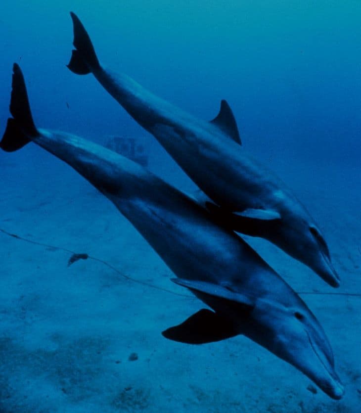 Jobban hallják egymást a tengeri állatok a járvány alatt elcsendesedett vizekben
