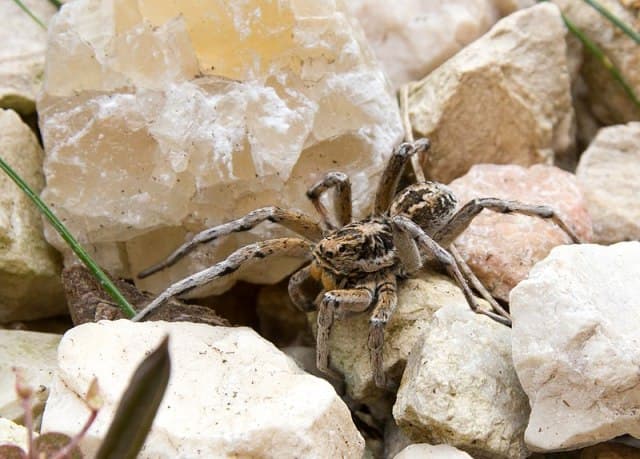 Pókok rémisztgetik a Győr környékén lakókat