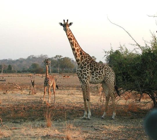 Programot indít a zsiráfpopuláció növelésére Kenya