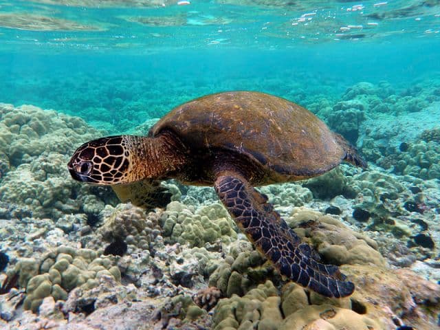 Kihalás fenyegeti a Nagy-korallzátonynál élő teknősöket az óceán melegedése miatt