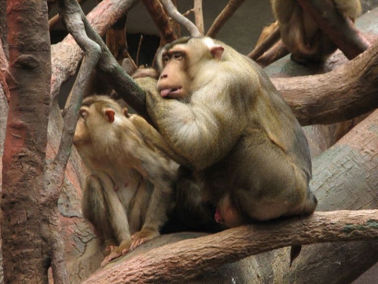 Fenntarthatóbbá teszik a pálmaolaj-termelést a patkányra vadászó majmok