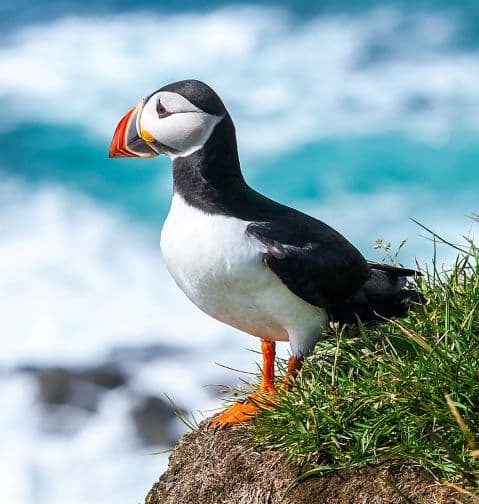 Műanyag szemetet találtak számos tengeri madár fészkében Északnyugat-Európában