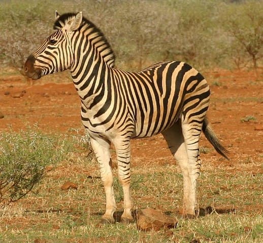 ILYEN NINCS: Átment a zebrán egy zebra Nyitrán! (FOTÓ)