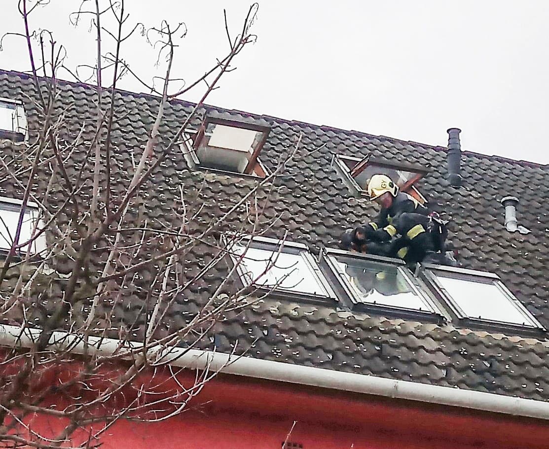 Ablakon keresztül a tetőre mászott egy tacskó Győrben, a tűzoltók mentették meg