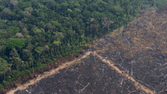 Mintegy kilencezer négyzetkilométernyi esőerdőt vágtak ki az Amazonas brazíliai térségében