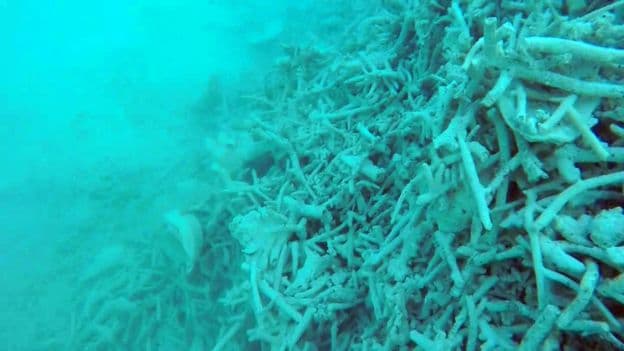 Drámai gyorsasággal pusztulnak a Dél-kínai-tenger korallzátonyai