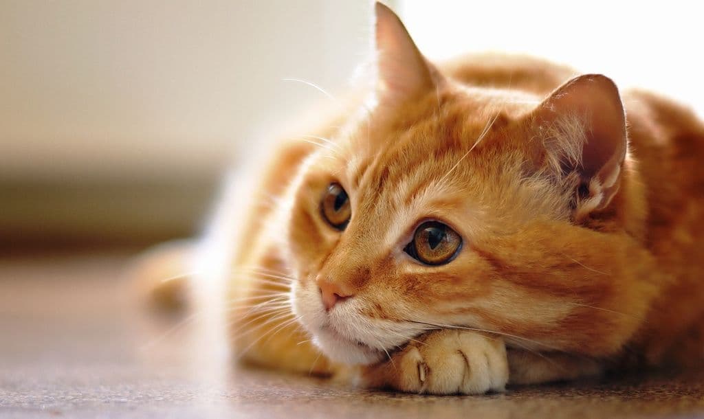 BORZALOM: Ruhaszárítóban ölt meg egy vemhes macskát a kegyetlen férfi