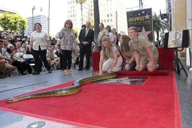 Óriáskígyóval avatták fel a krokodilvadász Steve Irwin hollywoodi csillagát