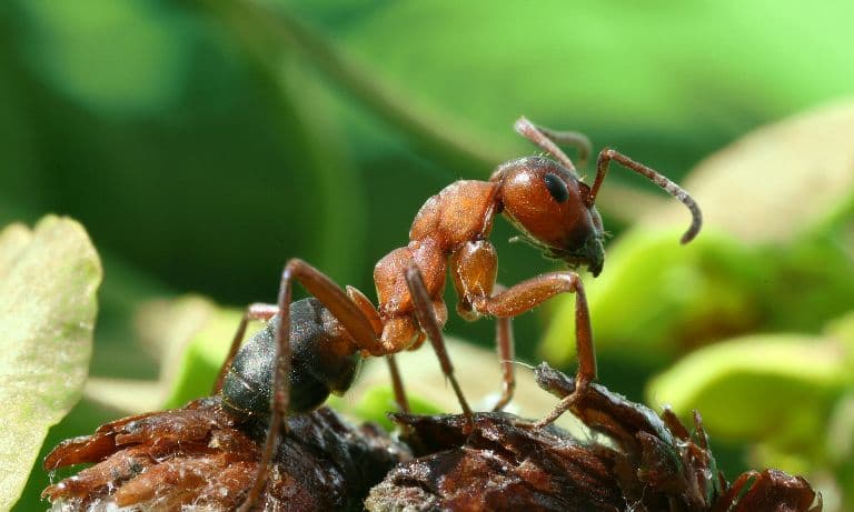Kannibálként maradtak életben a hangyák egy lengyel atombunkerben