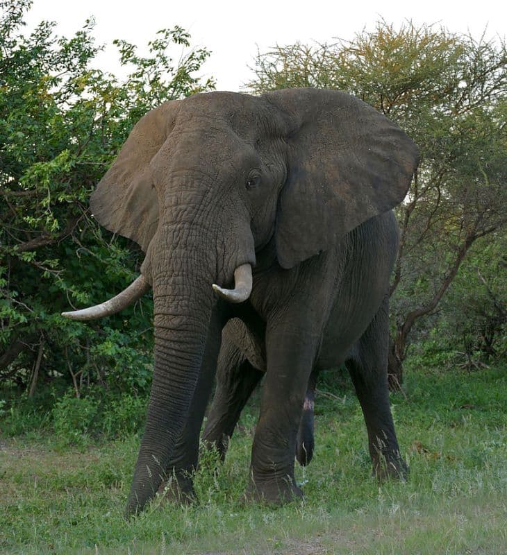 Megzavarták a hím elefántot a párzási időszakban - az agresszív állat nekiment az autójuknak (VIDEÓ)