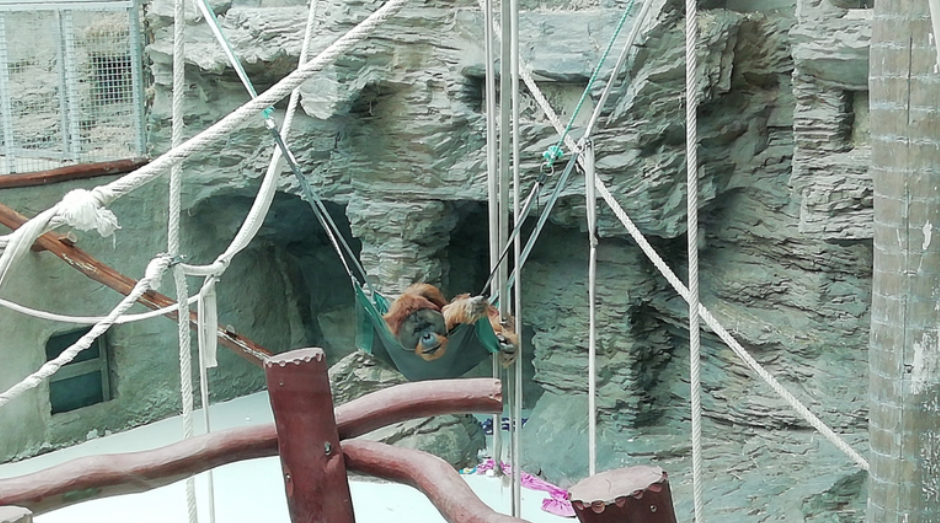 Koronavírus: Lezárták a látogatók előtt a majomházat a pozsonyi állatkertben