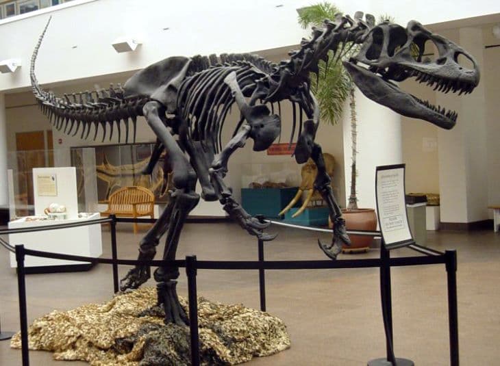 Kannibalizmusra utaló dinócsontok kövületeit tárták fel Coloradóban