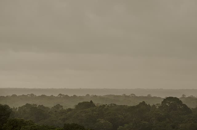 Megháromszorozódott a kiirtott erdőterület az Amazonas vidékén