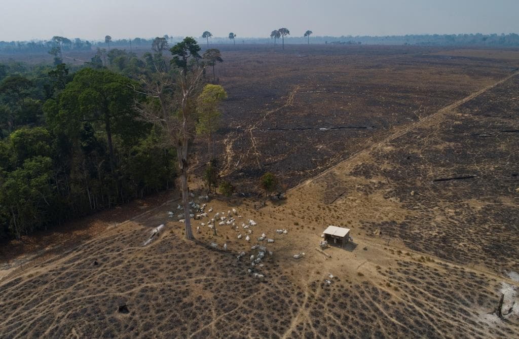 Mióta nem Bolsonaro az elnök, jelentősen csökkent az erdőirtás Brazíliában