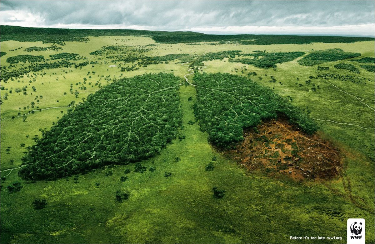Az Amazonas-medence legmagasabb fáját nem fenyegetik a térségben pusztító erdőtüzek