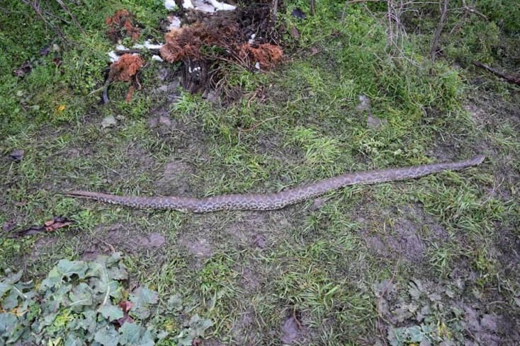 Kiderült, mi okozhatta a Pozsonyban talált anakonda elpusztulását