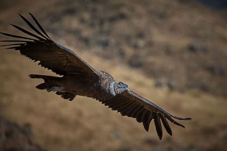 Szinte szárnycsapások nélkül repül az andoki kondorkeselyű