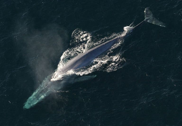 Először sikerült megmérni egy kék bálna pulzusát