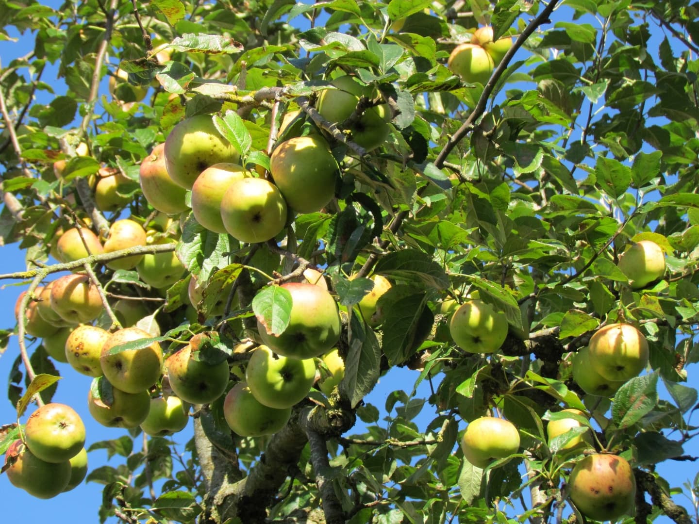 Hogyan ültessünk gyümölcsfát – hogy biztosan megéledjen?