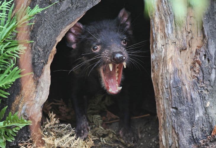 Nagy pusztítást vittek véghez a tasmán ördögök egy sziget madárvilágában