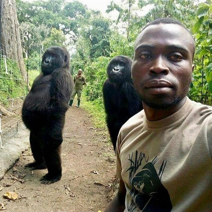 Amint meglátták a mobiltelefont, elkezdtek pózolni a szelfiző gorillák