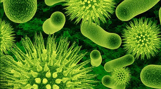 Bélbaktériumok befolyásolhatják a májdaganat növekedését