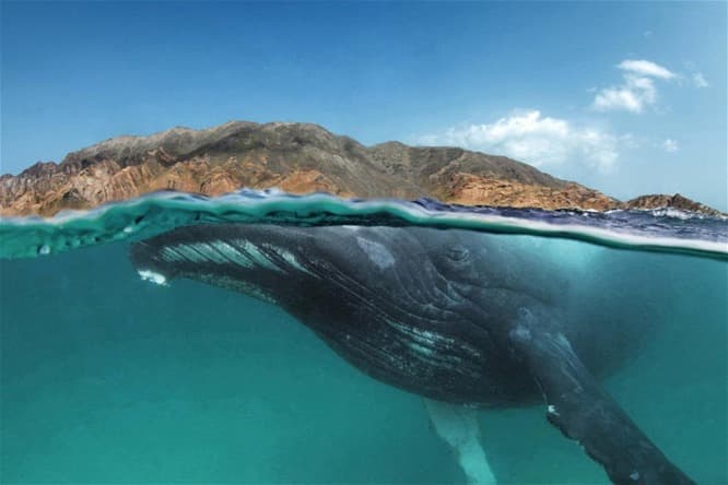 Több mint 300 bálnát pusztított el a japán bálnavadászflotta az Antarktisz vizein