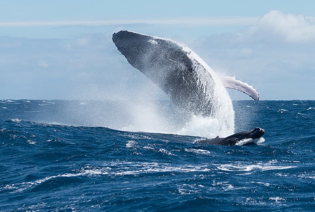 Ebbe fulladunk bele mi is: 40 kg zacskótól pusztult el egy bálna 