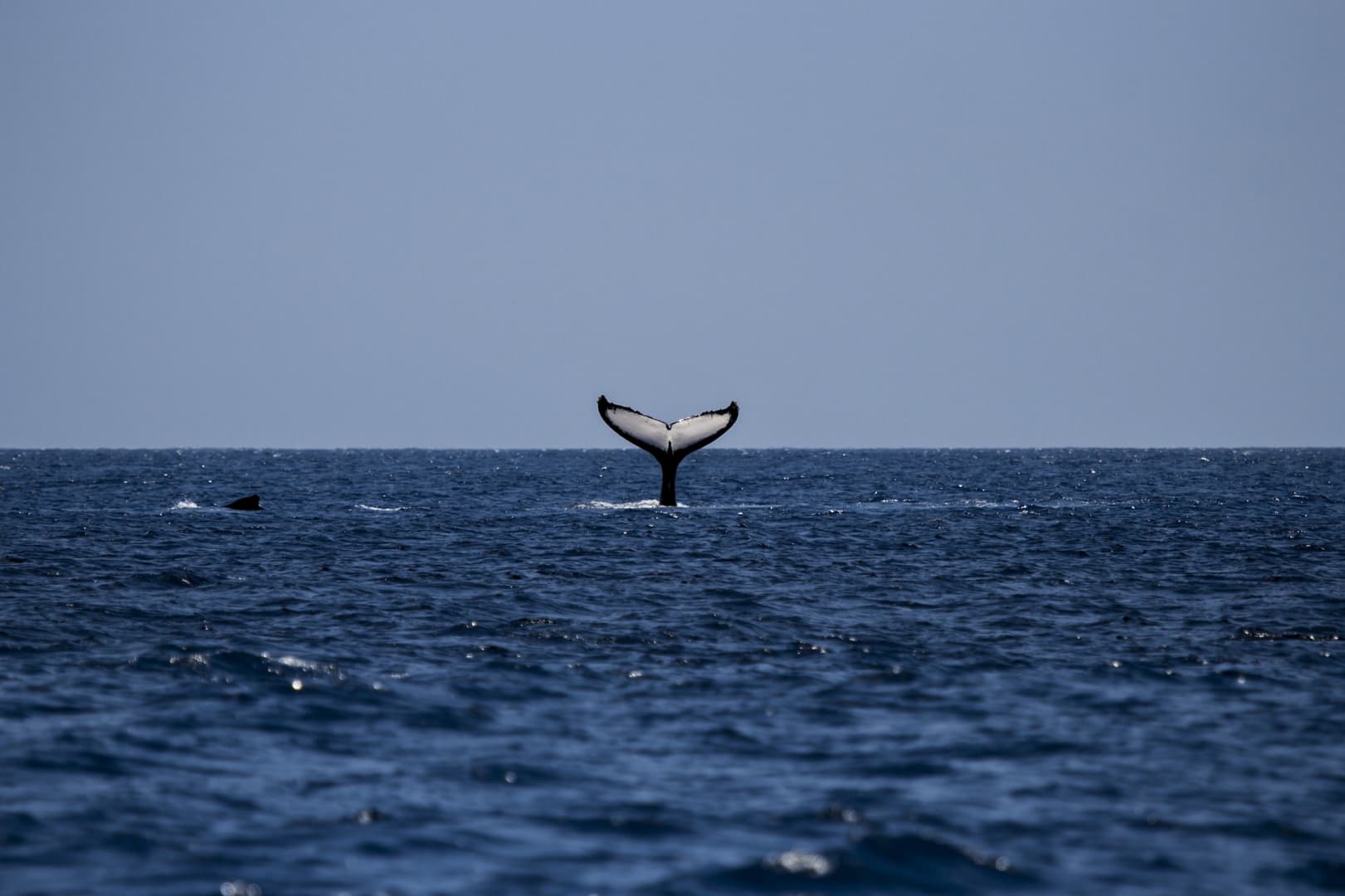 Drámai akció: hulladékba belegabalyodott bálnát mentettek (VIDEÓ)