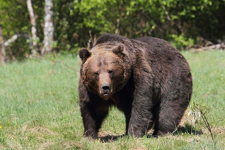 Medve támadt egy vadászgató magyarra Székelyföldön