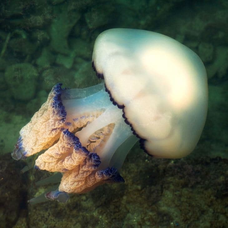 Emberméretű medúzát fedeztek fel búvárok az angol partoknál (FOTÓ)