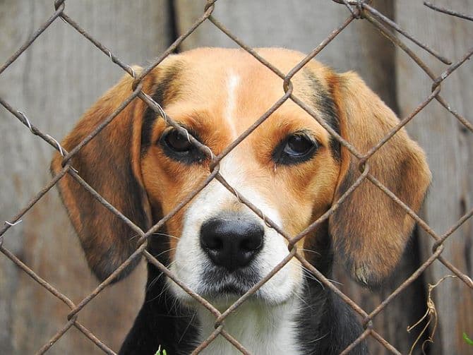 Csaknem négyezer beagle-t mentett ki egy civil szervezet egy gyanús szaporítóhelyről