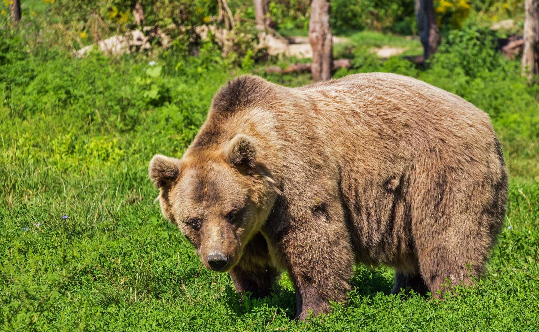 Rálőttek egy medvére a természetvédők, de az elmenekült, azóta sem találják