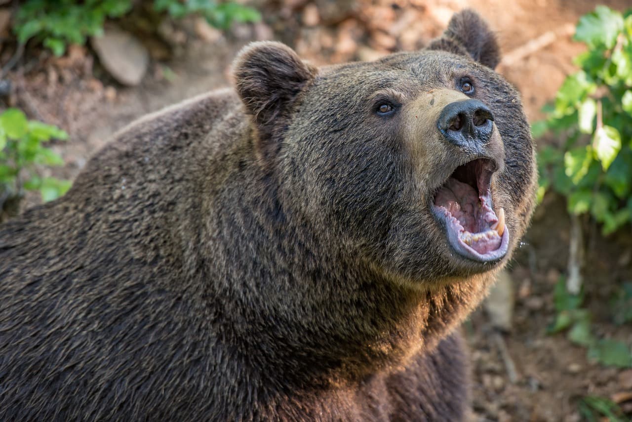 Medve támadott meg egy 20 éves férfit, az illetékesek keresik az állatot