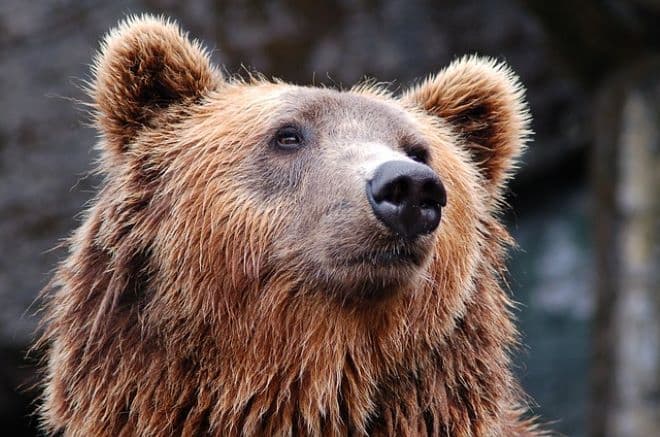 Felboncolták egy 3500 éves, szibériai permafrosztból előkerült medve tetemét (FOTÓ)