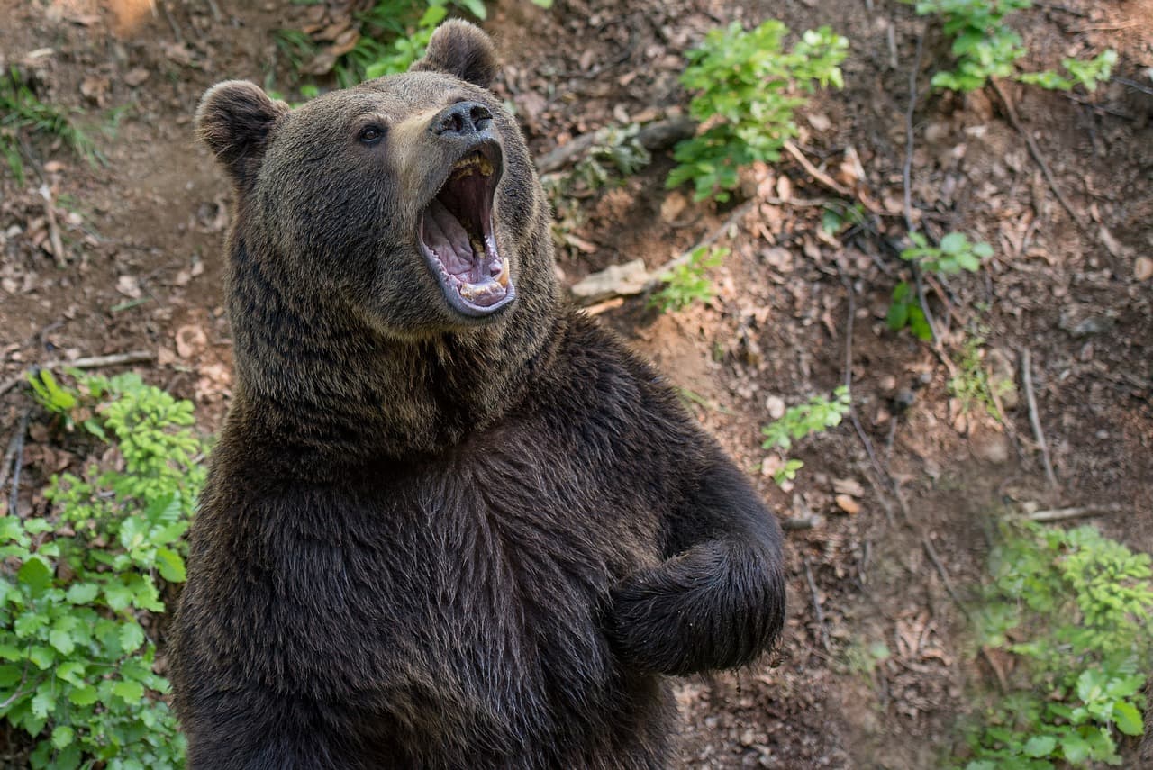 Veszélyt jelentett a lakosokra egy medve, kénytelenek voltak elaltatni