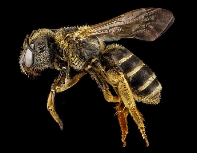 Méhekre bukkant az orvos egy nő szemében (FOTÓ)
