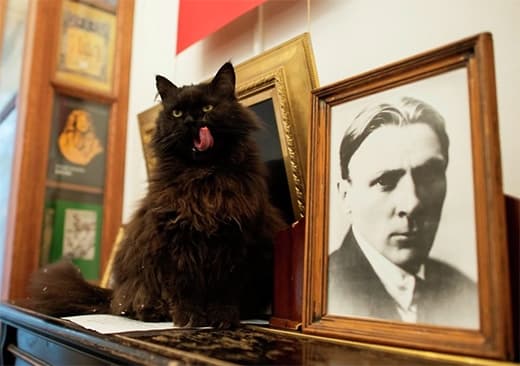 Előkerült a moszkvai Bulgakov-ház macskája, Behemót