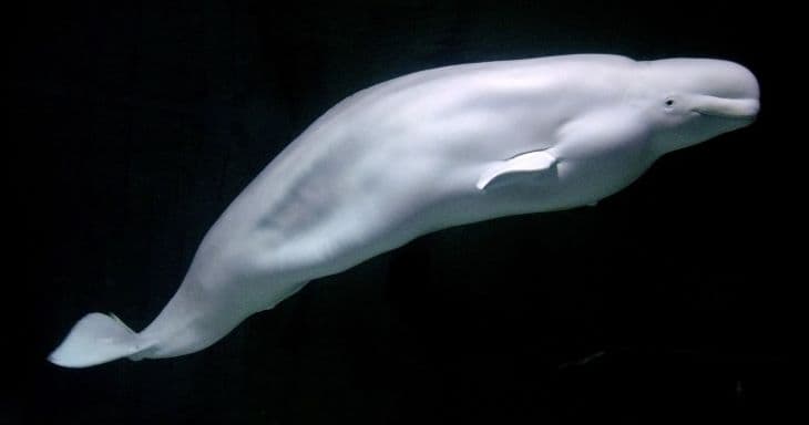 Egy orka és egy csukabálna után egy fehér delfin is a Szajnába tévedt