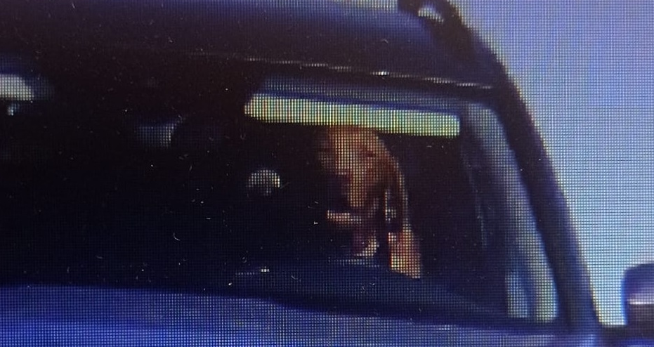 A rendőrök nem hittek a szemüknek: egy kutya ült a volán mögött