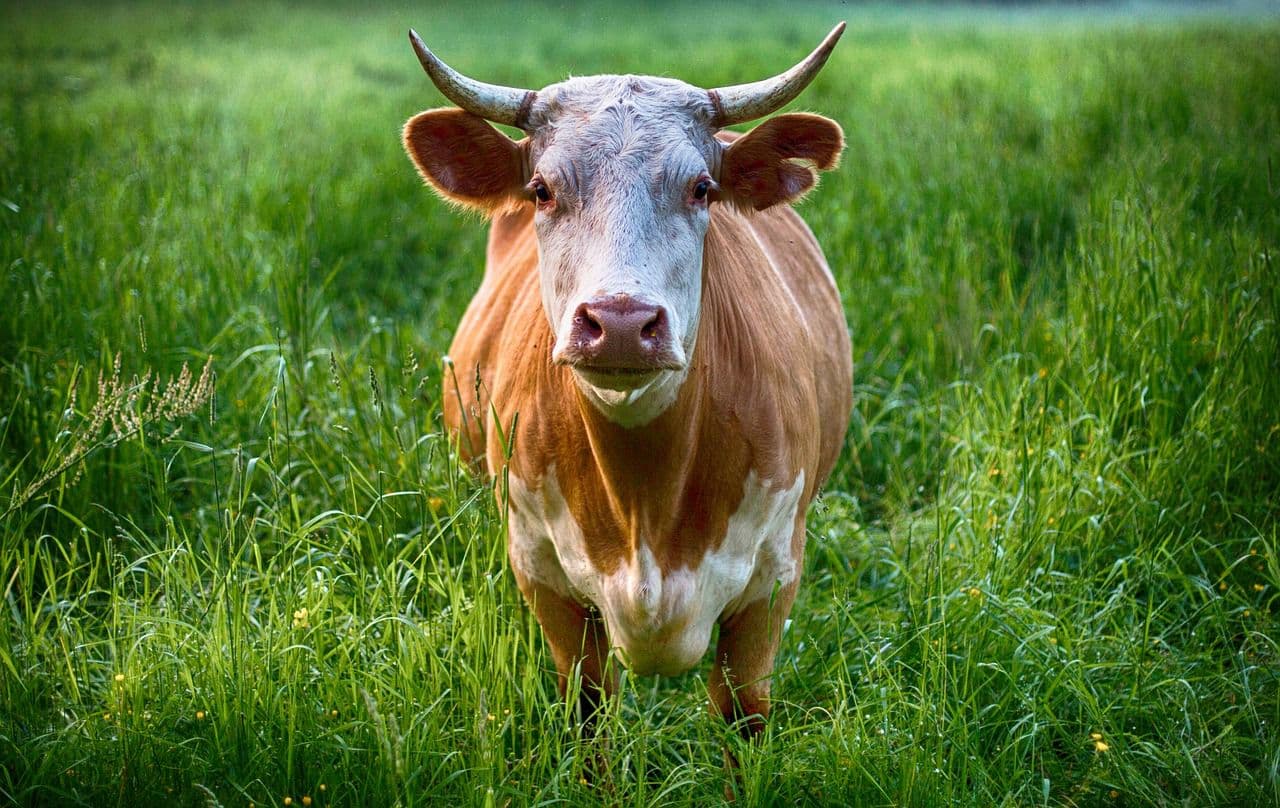 TRAGÉDIA: Saját bikája végzett a szlovák gazdával