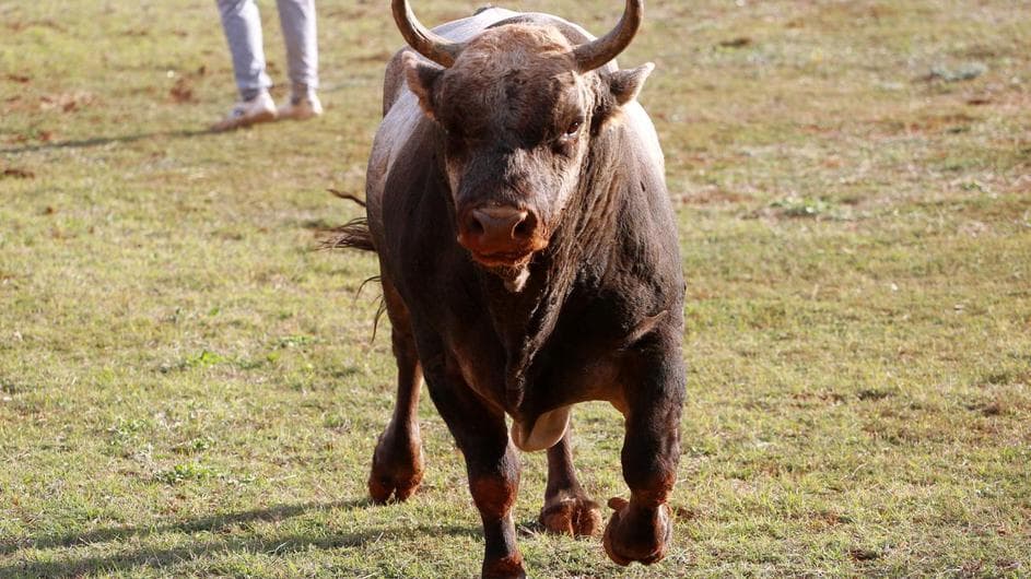Megszökött egy bika a vágóhídról Horvátországban