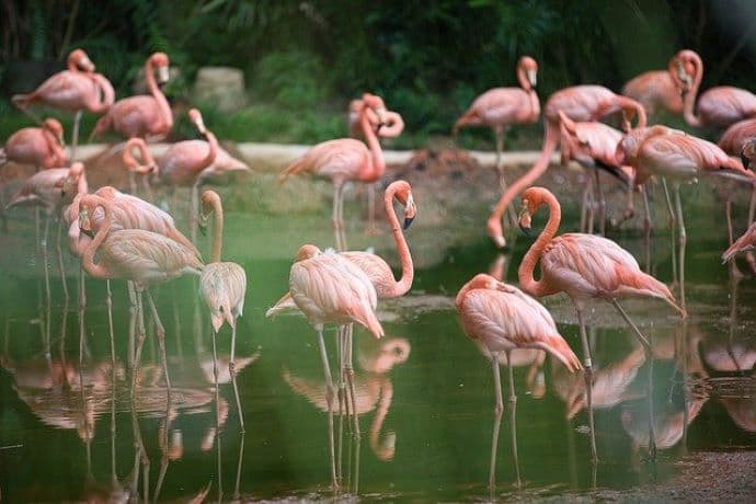 Róka ölt meg huszonöt flamingót az állatkertben