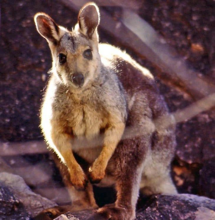 Kétezer kilogrammnyi élelmet dobtak már le Ausztráliában az éhező wallaby kenguruknak