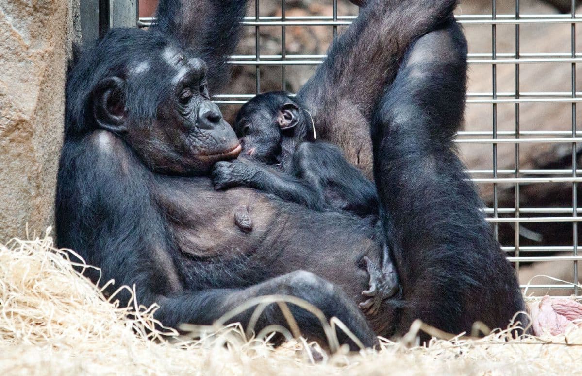 A bonobó anyák segítik fiaikat a párválasztásban